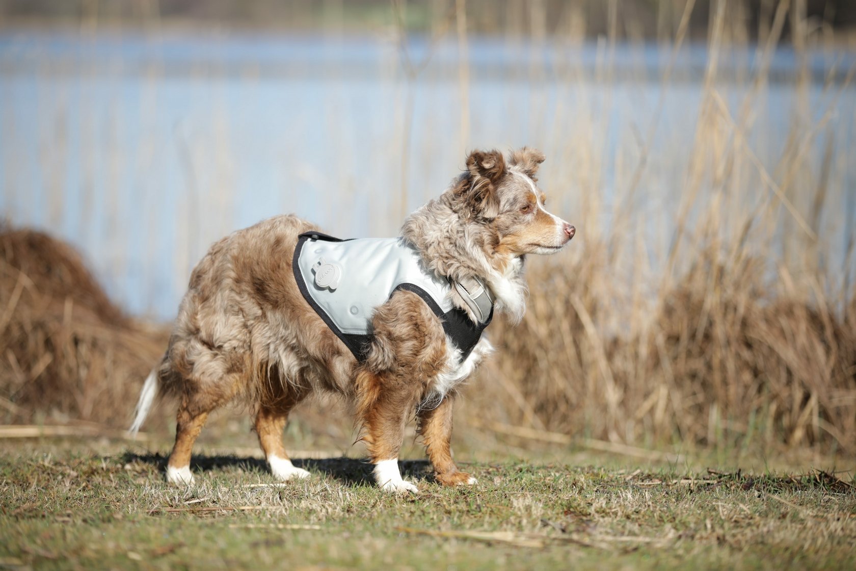 Amazon | cani.cool(カニクール) クールジャケット グレイ L